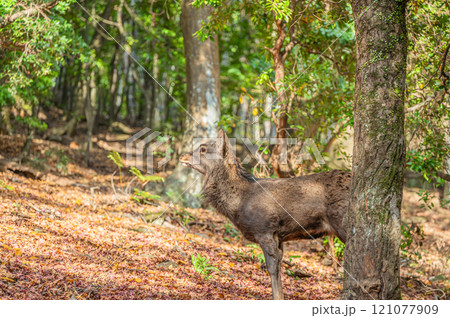 春日山原始林のシカ　奈良市 121077909