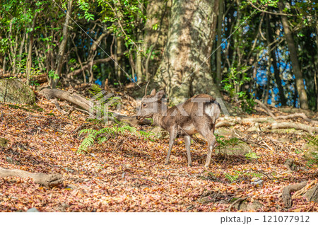春日山原始林のシカ　奈良市 121077912
