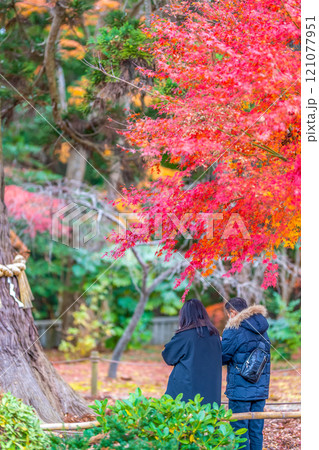 塩釜神社 老杉 ろうさん 御神木 紅葉 秋 祈願 祈り 夫婦 塩釜神社 老杉 ろうさん 御神木 紅葉 秋 祈願 祈り 夫婦 121077951