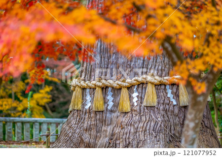 塩釜神社 老杉 ろうさん 御神木 紅葉 秋 塩釜神社 老杉 ろうさん 御神木 紅葉 秋 121077952