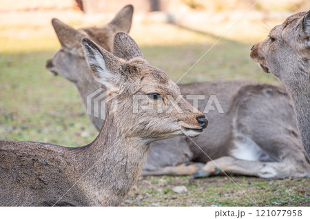 若草山山麓の鹿 奈良市 若草山山麓の鹿 奈良市 121077958