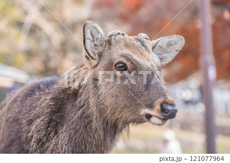 若草山山麓の鹿 奈良市 若草山山麓の鹿 奈良市 121077964