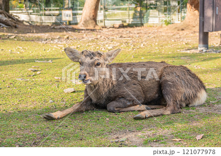 若草山山麓の鹿　奈良市 121077978