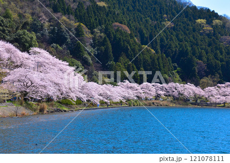 桜景 海津大崎 桜景 海津大崎 121078111