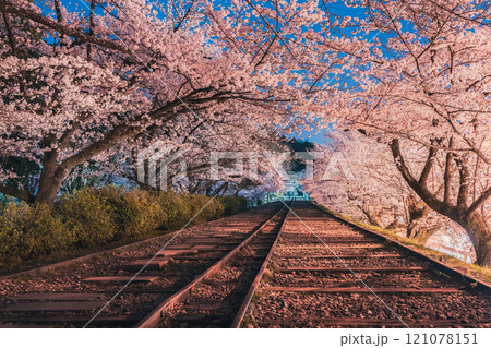 蹴上インクラインの夜桜 蹴上インクラインの夜桜 121078151