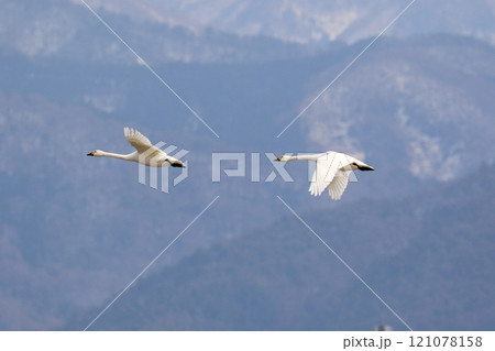 こはくちょうのつがい 121078158