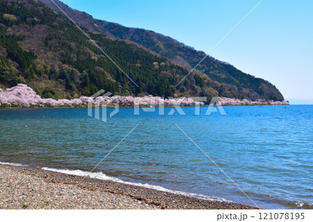 桜景　海津大崎 121078195