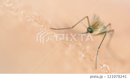 close-up of Mosquito Feeding on Skin. Ideal for Disease Awareness and Pest Control Campaigns" close-up of Mosquito Feeding on Skin. Ideal for Disease Awareness and Pest Control Campaigns" 121078241