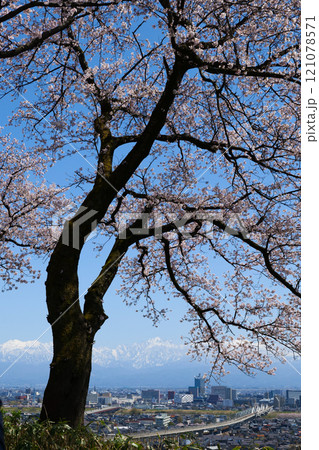 2024年,呉羽山公園,桜の広場展望台から富山市街地と北アルプス立山連峰 121078571