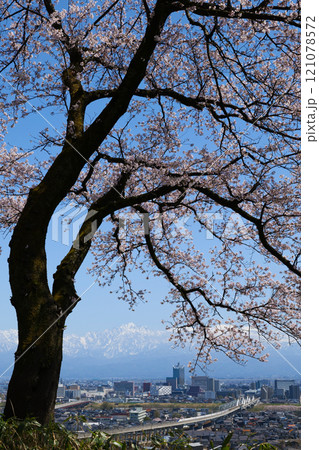 2024年桜満開呉羽山桜広場展望台から富山市街地と北アルプス立山連峰 121078572