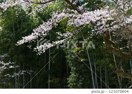 竹林と桜の花 121078604
