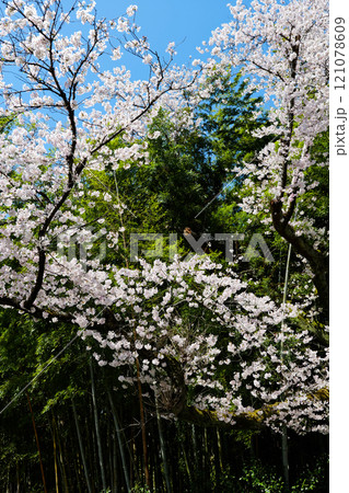 青空と新緑の竹林と満開の桜2024年 121078609