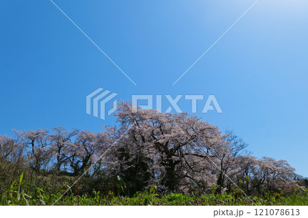 2024年丘の上の満開の桜と雲一つ無い青空 121078613