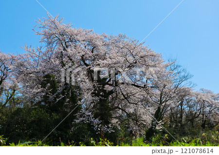 2024年丘の上の満開の桜と雲一つ無い青空 121078614