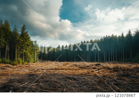 A time-lapse captures a forest transformation from green and lush to desolate and barren 121078667