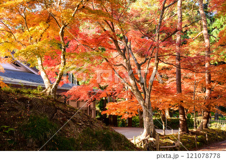 世界遺産中尊寺 朝日に輝く讃衡蔵前の紅葉 岩手県 世界遺産中尊寺 朝日に輝く讃衡蔵前の紅葉 岩手県 121078778