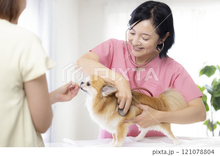 医療　犬の診察をする獣医 121078804