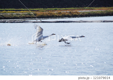 水面を滑走して飛び立つ白鳥のスタートダッシュ 水面を滑走して飛び立つ白鳥のスタートダッシュ 121079014
