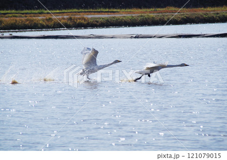 水面を滑走して飛び立つ白鳥のスタートダッシュ 121079015