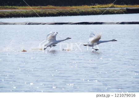 水面を滑走して飛び立つ白鳥のスタートダッシュ 121079016