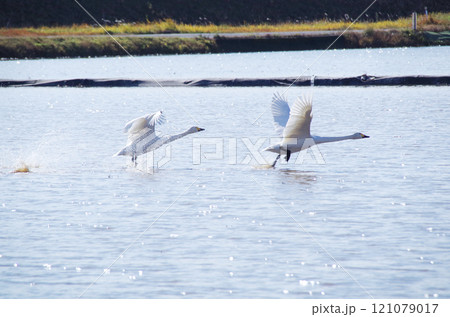 水面を滑走して飛び立つ白鳥のスタートダッシュ 水面を滑走して飛び立つ白鳥のスタートダッシュ 121079017