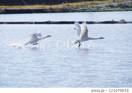 水面を滑走して飛び立つ白鳥のスタートダッシュ 121079018