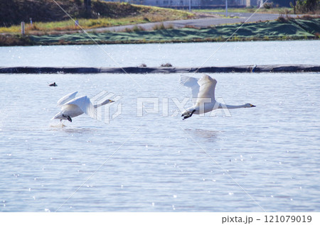 水面を滑走して飛び立つ白鳥のスタートダッシュ 121079019