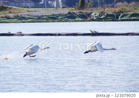 水面を滑走して飛び立つ白鳥のスタートダッシュ 水面を滑走して飛び立つ白鳥のスタートダッシュ 121079020