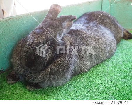 貫禄のある兎 貫禄のある兎 121079146
