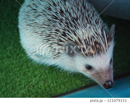 可愛いヨツユビハリネズミ 121079153