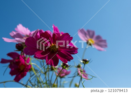 野に咲くコスモス 121079413