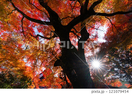 赤く染まったモミジ 121079454