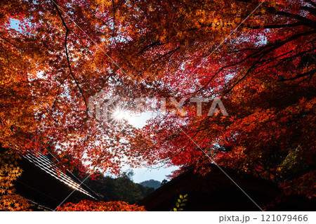 赤く染まったモミジ 121079466
