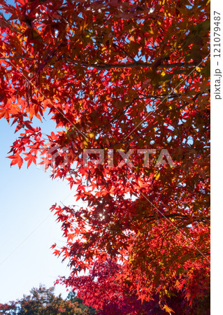 赤く染まったモミジ 赤く染まったモミジ 121079487