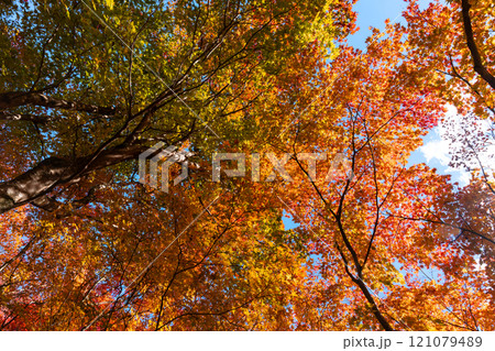 赤く染まったモミジ 121079489