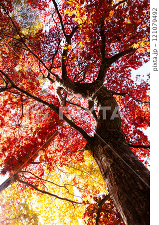 赤く染まったモミジ 赤く染まったモミジ 121079492