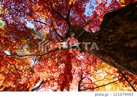 赤く染まったモミジ 121079493