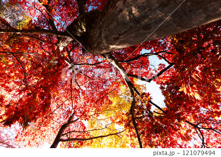 赤く染まったモミジ 121079494