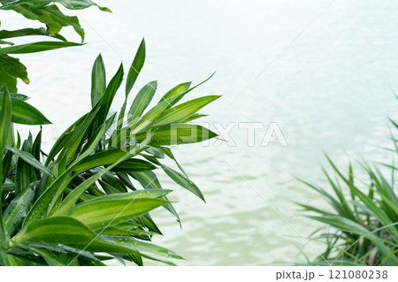 Soft green palm leaves border a tranquil sea view, enhancing the lush tropical landscape. 121080238