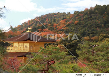 紅葉の大北山と金閣寺 121080346