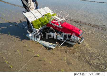 rice-planting rice-planting 121080400