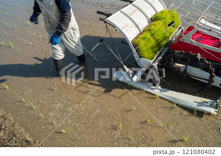rice-planting rice-planting 121080402