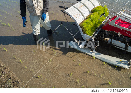 rice-planting 121080403