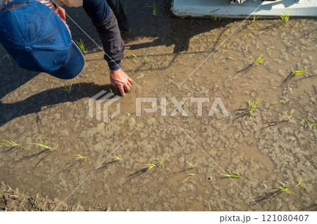 rice-planting rice-planting 121080407