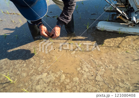 rice-planting rice-planting 121080408