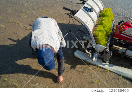rice-planting rice-planting 121080409