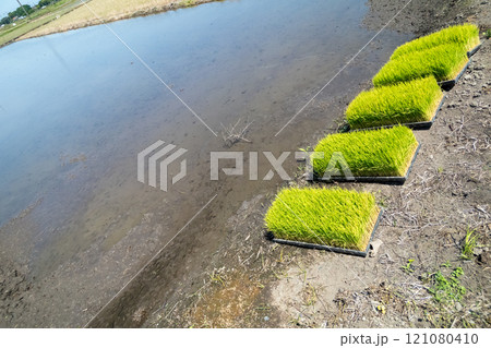 rice-planting 121080410