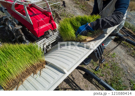 rice-planting rice-planting 121080414