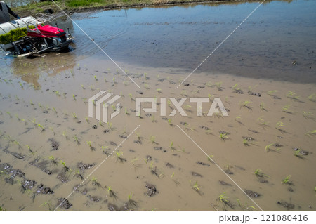 rice-planting rice-planting 121080416