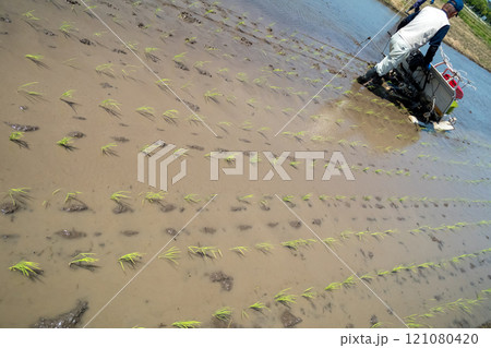 rice-planting 121080420